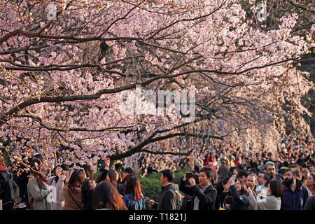 Tokyo, Japan. 24th March 2019. The Cherry Blossom, or Sakura, season has officially begun in Japan and crowds of locals and tourists alike flocked to the parks to photograph the early blossoms during the good weather of the first weekend. In Shinjuku Gyoen Park in Shinjuku, Tokyo, the areas around those trees already flowering were literally packed with people who were hard pushed to get a selfie without half a dozen other people in the picture! Credit: Paul Brown/Alamy Live News Stock Photo