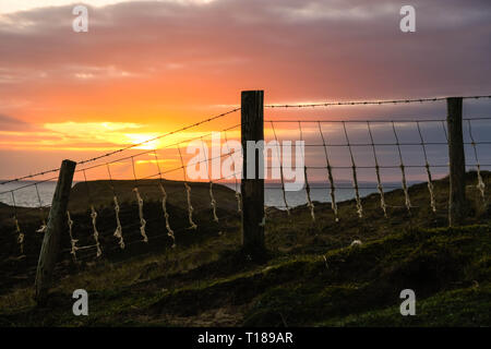 Gower, Swansea, Wales, UK. 24th March, 2019.  Dyed in the wool: gold and peach hues in the sunset sky over Broughton Burrows, Gower, where sheep have rubbed their fleecy coats leaving a wooly coating to the wire stock fencing.  A cold north westerly wind betrays an otherwise warmer, sunny outlook on the Gower peninsula, near Swansea.  Credit: Gareth Llewelyn/Alamy Live News. Stock Photo