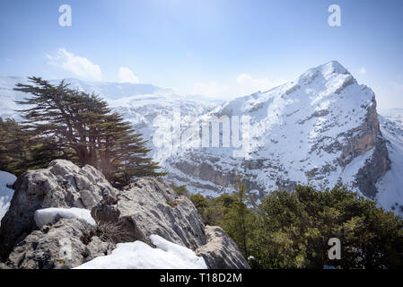 An old cedar tree emerges from the forest of Tannourine natural reserve, in front on the Mount Lebanon mountain range in Tannourine, Lebanon, Middle E Stock Photo