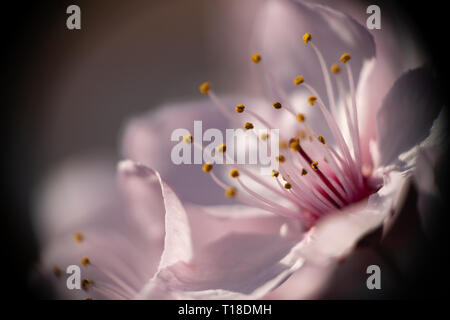 Beautiful close up flowers prunus cerasifera nigra Stock Photo