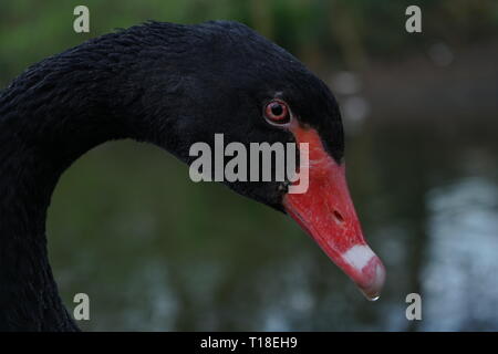 black swan in London, London Uk Stock Photo
