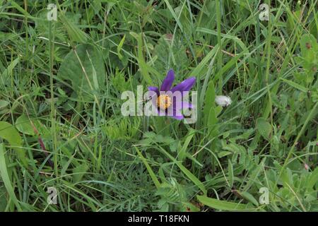 Common Pasque Flower (Pulsatilla vulgaris) flowering at a montaneous meadow in the Eifel region, Germany Stock Photo