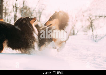 Tricolor Rough Collie Funny Scottish Collie, Long-Haired Collie, English Collie, Lassie Dog Fast Running Outdoor In Snowy Park At Winter Day. Active Stock Photo