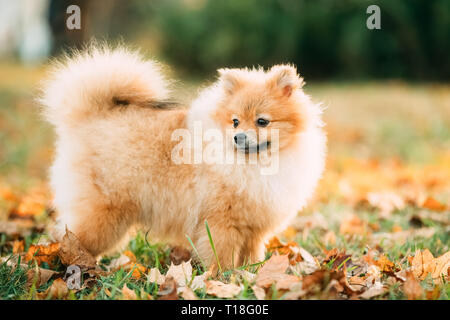 Young Red Puppy Pomeranian Spitz Puppy Dog Posing Outdoor In Autumn Grass Stock Photo