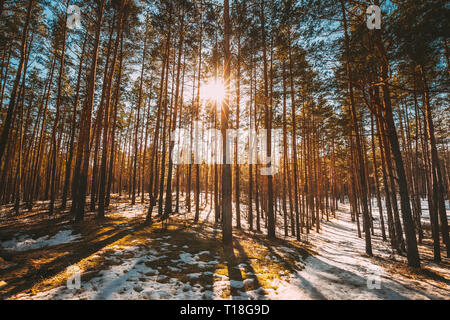 Beautiful Sunset Sun Sunshine In Sunny Early Spring Coniferous Forest. Sunlight Sun Rays Shine Through Pine Woods In Forest Landscape Partially Stock Photo