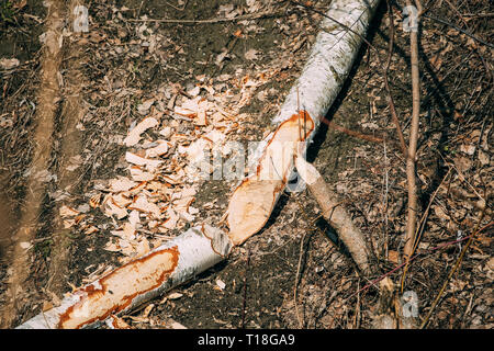 Birch Tree Gnawed By Beavers In Spring Season On River Coast Stock Photo