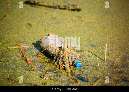 Old Plastic Bottle Floats In Water Of Swamp Or Pond. Grass Overgrown On Used Empty Bottle Left In Water. Eco Concept Garbage Disaster From Ecological Stock Photo