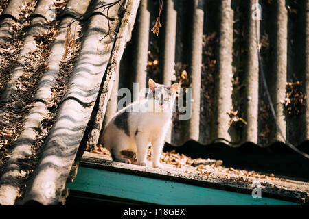 Small Cute White Cat Resting Sitting On Old Roof Of Wooden House In Countryside At Sunny Autumn Day Stock Photo