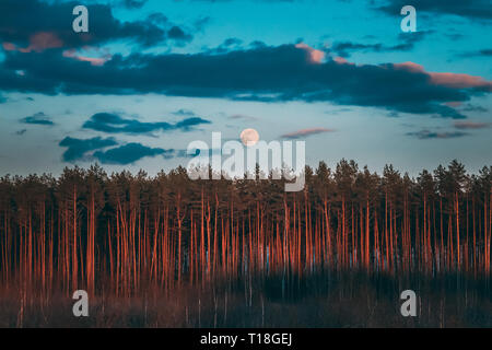 Full Moon Rising Above Pine Forest Landscape In Belarus Or European Part Of Russia During Sunset Time Of Summer Evening. Sunrise Nature At Sunny Stock Photo