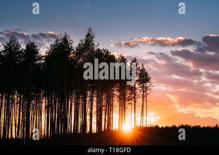 Sunset Sunrise In Pine Forest. Sun Sunshine In Sunny Spring Coniferous Forest. Sunlight Sun Rays Shine Through Woods In Landscape Bright Colorful Stock Photo