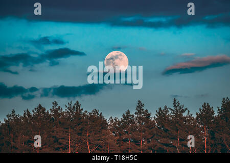 Full Moon Rising Above Pine Forest Landscape In Belarus Or European Part Of Russia During Sunset Time Of Summer Evening. Sunrise Nature At Sunny Stock Photo
