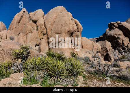 The granite rock formations come in many incredible shapes - JOSHUA TREE NATIONAL PARK, CALIFORNIA Stock Photo