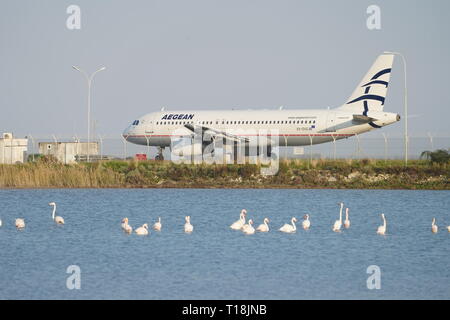 Pink flamingo use Cyprus as one of the important migratory passages. Among them are 12,000 flamingos (Phoenicopterus ruber) feeding on brine shrimp. Stock Photo