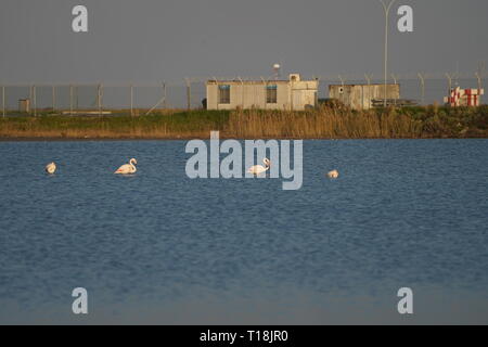 Pink flamingo use Cyprus as one of the important migratory passages. Among them are 12,000 flamingos (Phoenicopterus ruber) feeding on brine shrimp. Stock Photo