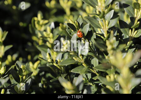 A little ladybug on the green bush Stock Photo