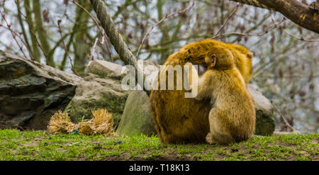 juvenile barbary macaque picking fleas from its mother, animals grooming each other, typical monkey behavior Stock Photo