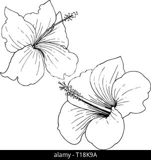 hawaiian flowers pencil drawings