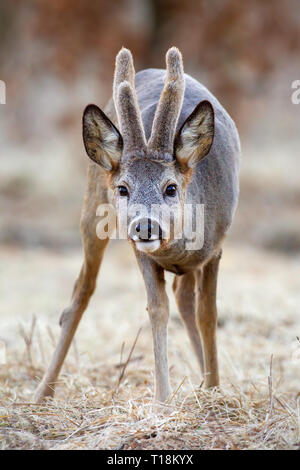 Roe deer buck with growing antlers covered in velvet Stock Photo