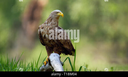 Adult white-tailed eagle sitting on bough low above ground in floodplain forest Stock Photo