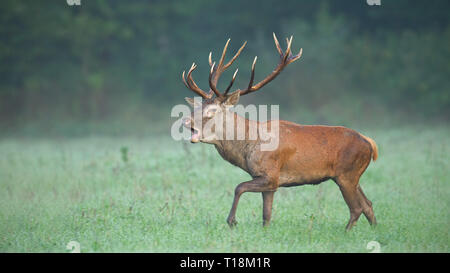Red deer stag roaring in mating season