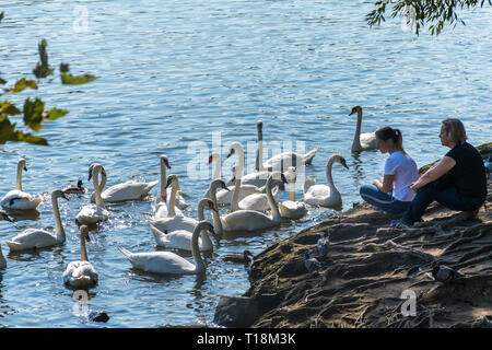 Prague, Czech Republic - September 10, 2019: people watch swans in Prague on the river next to the Charles Bridge Stock Photo