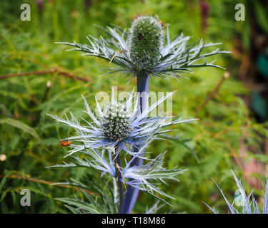 Purple sea holly (Eryngium) flowers in a garden with a little orange bug Stock Photo