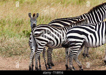 Zebra Behind Mama Stock Photo