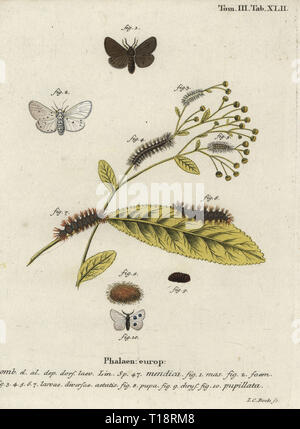 Muslin moth, Diaphora mendica. Phalaena mendica, Phalaena pupillata. Handcoloured copperplate engraving by Johann Carl Bock from Eugenius Johann Christoph Esperâ€™s Die Schmetterlinge in Abbildungen nach der Natur, Erlangen, 1786. Stock Photo