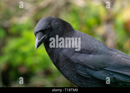 Portrait of an american western crow, Corvus brachyrhynchos, Pacific Northwest Coast, Oregon, USA. Stock Photo