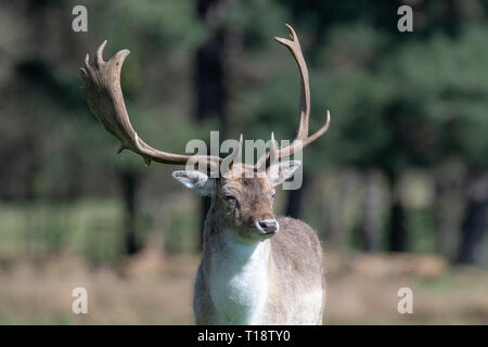 An animal portrait of a male fallow deer. Stock Photo