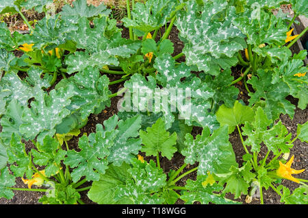 Young courgette plants variety F1 Defender coming into flower with first small courgettes growing in English vegetable garden, summer UK Stock Photo