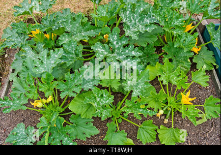 Young courgette plants variety F1 Defender growing in raised bed in English vegetable garden, coming into flower with first small courgettes summer UK Stock Photo