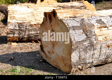 Part of the trunk of a large felled pine trees lying on the ground Stock Photo