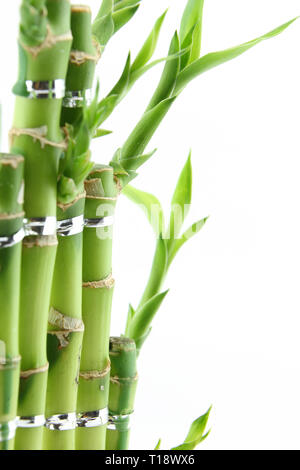 Green fresh bamboo isolated on white background Stock Photo