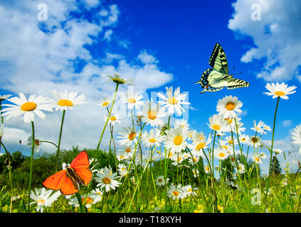 beautiful different butterflies flutter in a bright meadow over white flowers daisies on a Sunny summer day Stock Photo