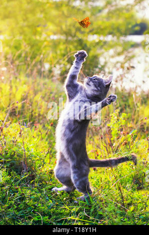 cute tabby kitten on a summer sunny meadow catches a flying orange butterfly jumping in clear weather in the green grass in the garden Stock Photo