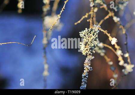 Hypogymnia physodes  lichenized fungi growing on a branch. Lichen Stock Photo