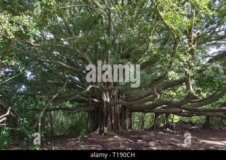 Large banyan tree growing in the rainforest on maui. Stock Photo