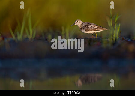 A Least Sandpiper searches for food on the muddy flats in the morning sun. with green grasses around it. Stock Photo