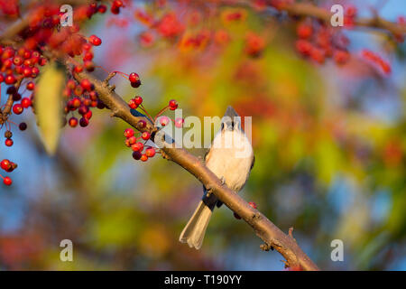 A Tufted Titmouse perched and looks head on in a branch filled with bright red berries. Stock Photo