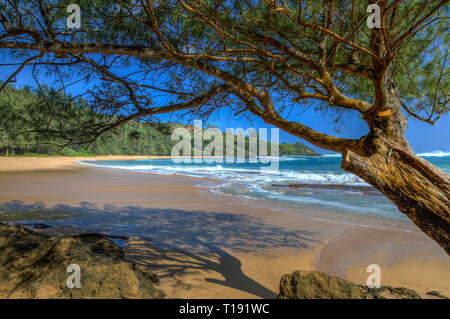 Pruned by mother nature, a tree hangs over a smooth sandy beach casting an intricate shadow on the wet sand in Kauai Hawaii Stock Photo