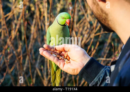 Man hand feeding rose-ringed parakeet in St James's Park, London England United Kingdom UK Stock Photo