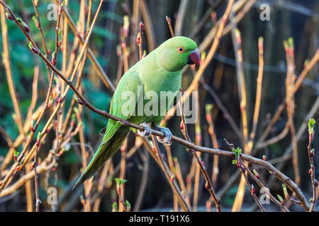 Rose-ringed parakeet perching on a tree Stock Photo