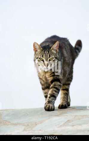 A tabby cat is walking towards the camera against a white house wall Stock Photo