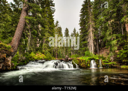 Long exposure of a small river and a short waterfall over mossy rocks between tall evergreen trees in Oregon Stock Photo