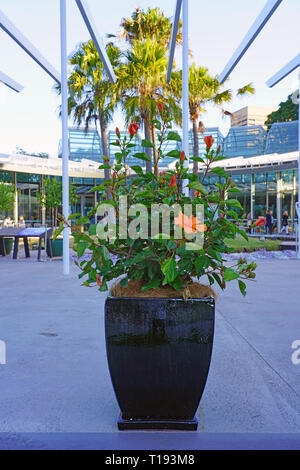 SYDNEY, AUSTRALIA -18 JUL 2018- View of the Calyx, an event and exhibit space with a large green living plant wall in the Royal Botanical Gardens in S Stock Photo