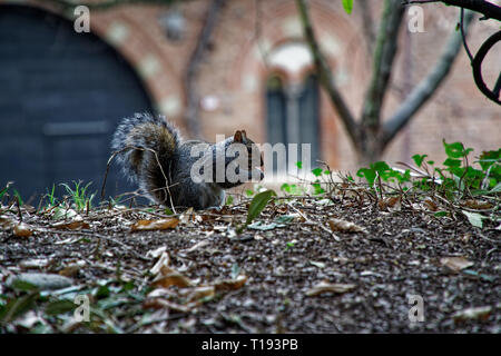 Gray squirrel, sitting, eating and walking along pine branch near heather in the forests of cairngorms national, , Sciurus Vulgaris Stock Photo
