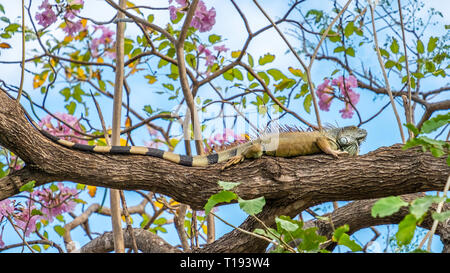 A very large, 1 metre long, green iguana with a huge tail, rests in a tree, with pink flowers, in Playa Hermosa, Costa Rica. Stock Photo