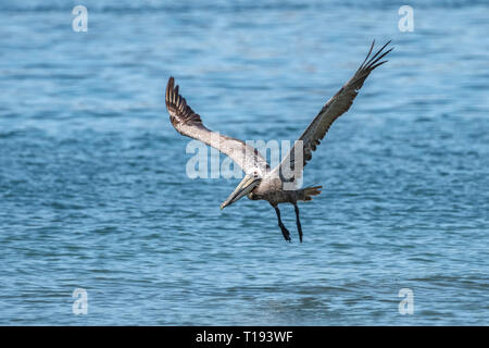 A pelican takes off from a Pacific Ocean beach at Playa del Coco in Guanacaste, Costa Rica. Stock Photo