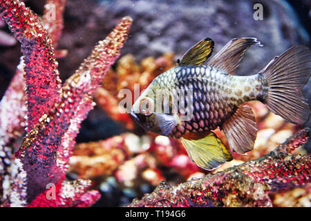 This unique picture shows an exotic fish. This photo was taken at Sea Life in Bangkok Thailand